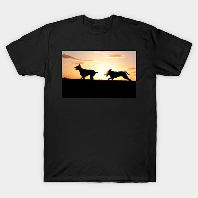 Italian Spinone Sundog T-Shirt by heidiannemorris